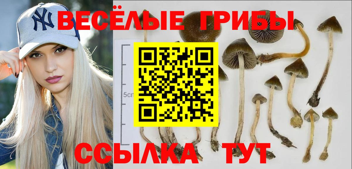 Псилоцибиновые грибы Psilocybe  Вход с VPN  Псилоцибиновые грибы прущие грибы  Михайловка 